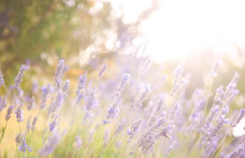 Lavanda farm apartmani - Foto 95