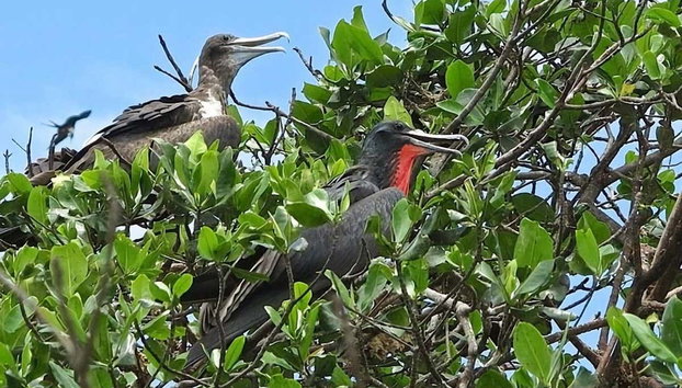 Mangroves of Tumbes Tour - Photo 2
