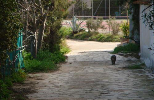 Leucate,cadre arboré,ombragé,sous les cyprès - Foto 6