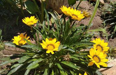 Villa Erasmia - Foto 11