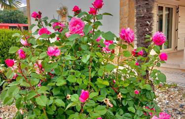 Casa das Laranjeiras - Foto 42