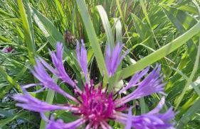Happywild - Foto 41