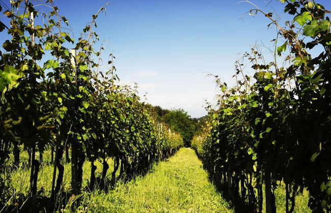 Agriturismo La Biòca - Foto 35