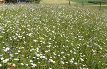 Haus Diesenhof - Foto 22