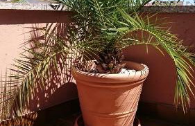 Licul Apartment - Foto 36