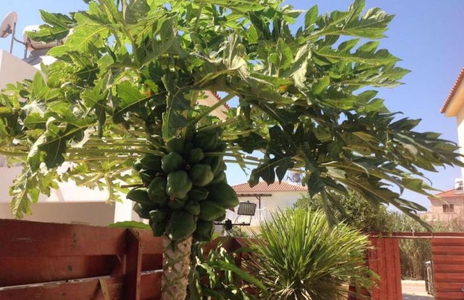 Carolyn Villa , Ayia Napa - Foto 28