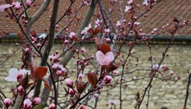 Gartenhaus Schlanstedt - Foto 4