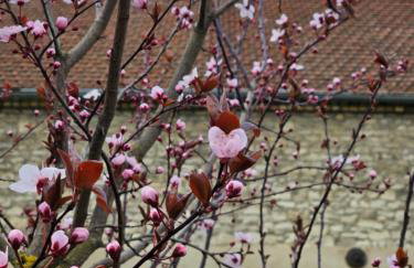 Gartenhaus Schlanstedt - Foto 4
