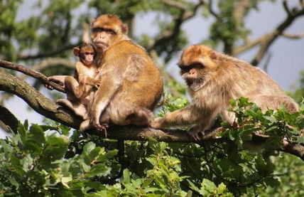 Classy 2 Bed Near Alton Towers, Polar Bears, Peak District - Foto 71