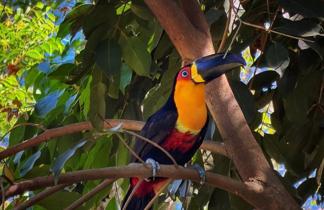 Visita guiada al bosque de Tijuca para grupos pequeños - Foto 15