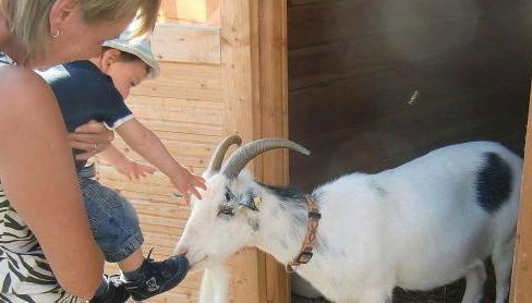 Ferienbauernhof Herrmann - Foto 3