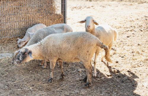 Farm stay Il Carro del Colle - Foto 13