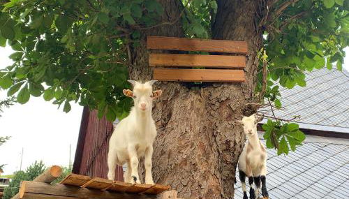 Naturhof Kluge - Foto 2