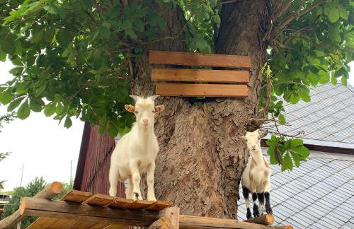 Naturhof Kluge - Foto 2