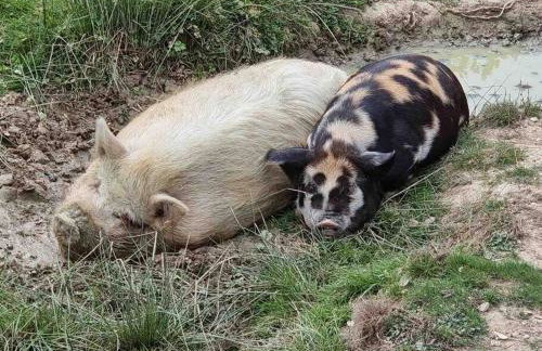 The Stables - 2 bed with large garden and hot tub. - Foto 27