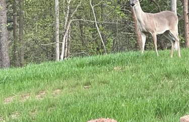 Lake Lanier House 2 - Foto 19