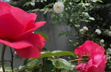 4-Zimmer-Apartment-Saarbrücken-Ost für privat und geschäftlich Reisende - Foto 41