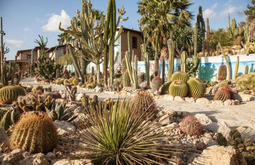 Garden Cactus - Foto 40