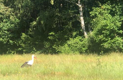 Leśna Oaza - Foto 13