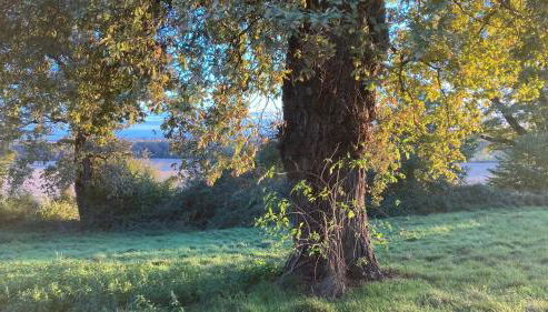 Métairie de Moutiques - Photo 3