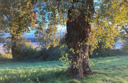 Métairie de Moutiques - Photo 3