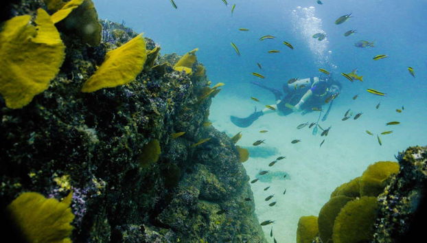 Las Caletas Scuba Diving Introduction - Foto 2