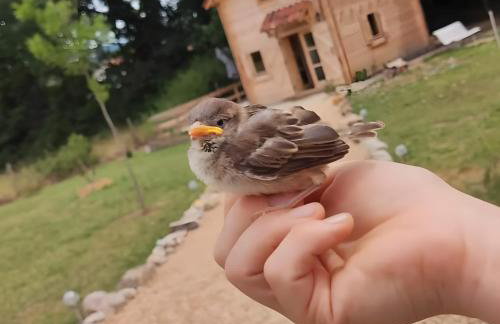 Au chant des oiseaux - rouge gorge - Foto 35
