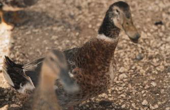 Casa di Voz Suites complex & free gym services by "elite" - Foto 74