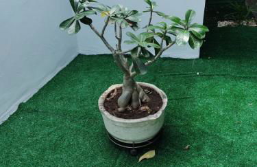 casa de temporada em Piranhas ótimo lugar e conforto lila - Foto 15