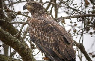 The Gemini-a dreamy, waterfront tiny cabin - Foto 33