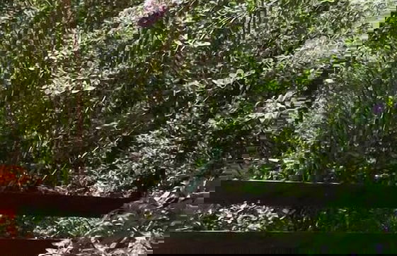 Woodland Gardens - Photo 67