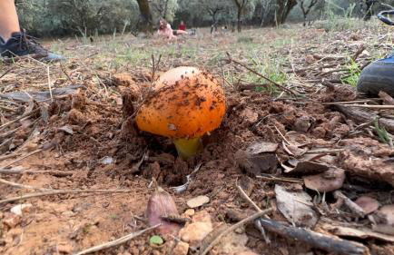 Nature Space Jabugo - Foto 38