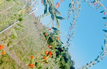 Poggio Capriolo - Foto 14