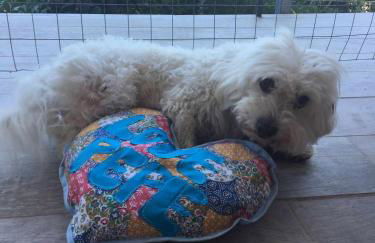 le case dei fiori - Foto 50