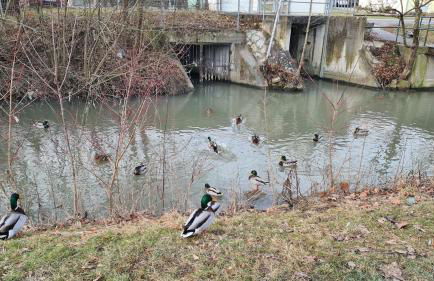 Auszeit an der Aisch - Foto 18