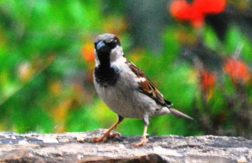 El Alojamiento Rural de Peter - Foto 50