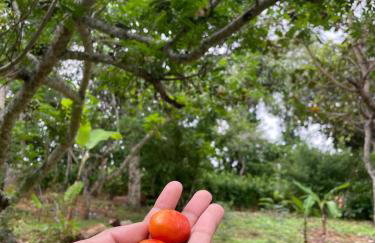 Sítio na Serra de Mulungu - Foto 15