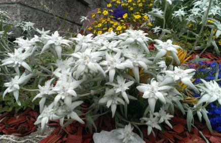 Chalet Sunshine - Foto 30