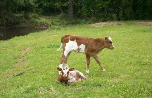 Simple and Cozy Cabin Rental on Private Ranch Retreat near Austin, Texas - Foto 16