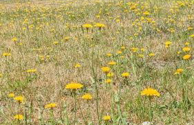 GA Grudzianka - Foto 32