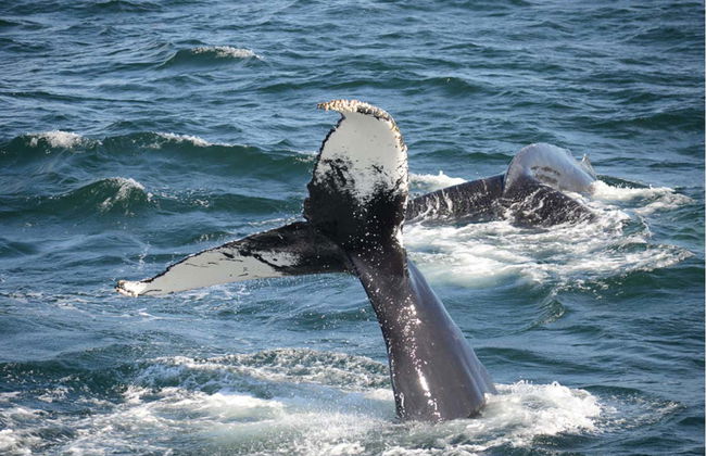 Boston Whale Watching Cruise - Foto 7