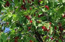 Ruralna kuća za odmor Pozojova hiža - Rural Holiday House - Foto 46