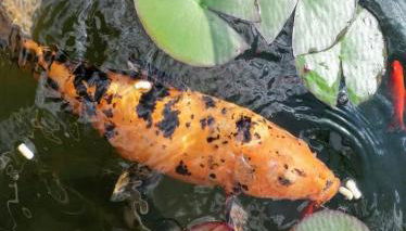 Ferienhaus am Kamskefliess - Foto 3