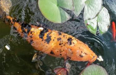 Ferienhaus am Kamskefliess - Foto 3