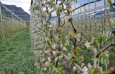 Versigglhof - Foto 61