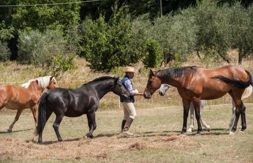 Podere il Poggiolo - Foto 141