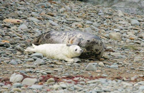 Ddol Cottage Traditional Coastal cottage nr Llangrannog & New Quay with Donkeys - Photo 16