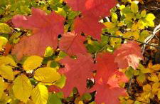 Domek Cichy Zakątek Beskid Niski - Foto 78