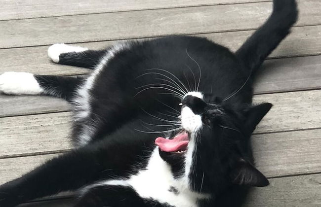 Agelandkaai.be - Photo 69