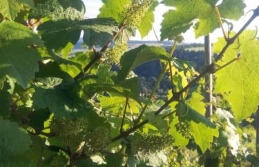 Ferienwohnung Panoramablick - Foto 12